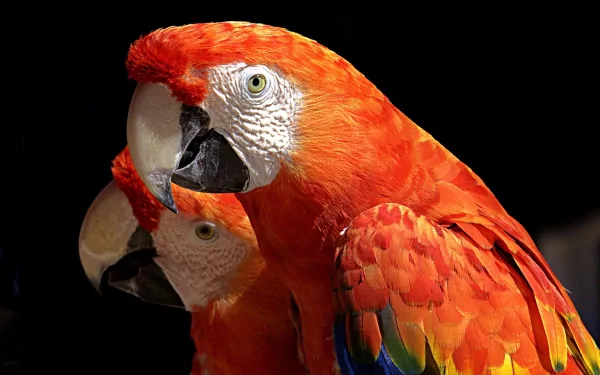 A vibrant scarlet macaw with striking red feathers and intricate details stands out against a dark background, showcasing its beauty as a stunning HD desktop wallpaper.