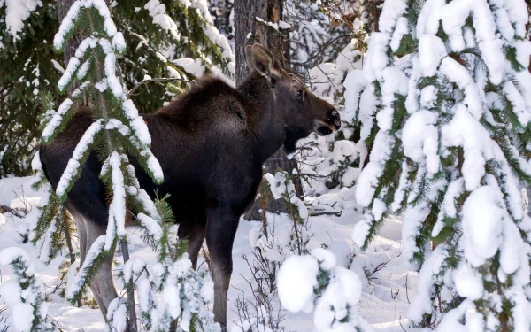 HD PC desktop wallpaper background: animal moose standing among snow-covered evergreen trees in a quiet winter forest.