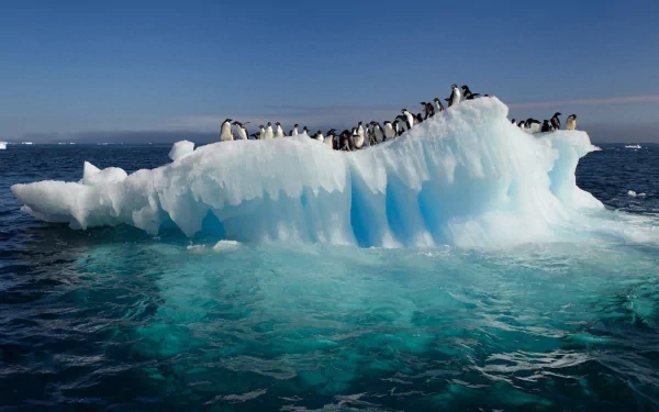 A group of penguins perched on a large ice floe, surrounded by clear blue water under a bright sky, creating a stunning HD wallpaper and background featuring these charming birds.