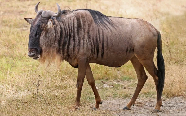 HD PC desktop wallpaper featuring a close-up of a wildebeest standing in dry grassland, showcasing its distinctive dark mane and curved horns.