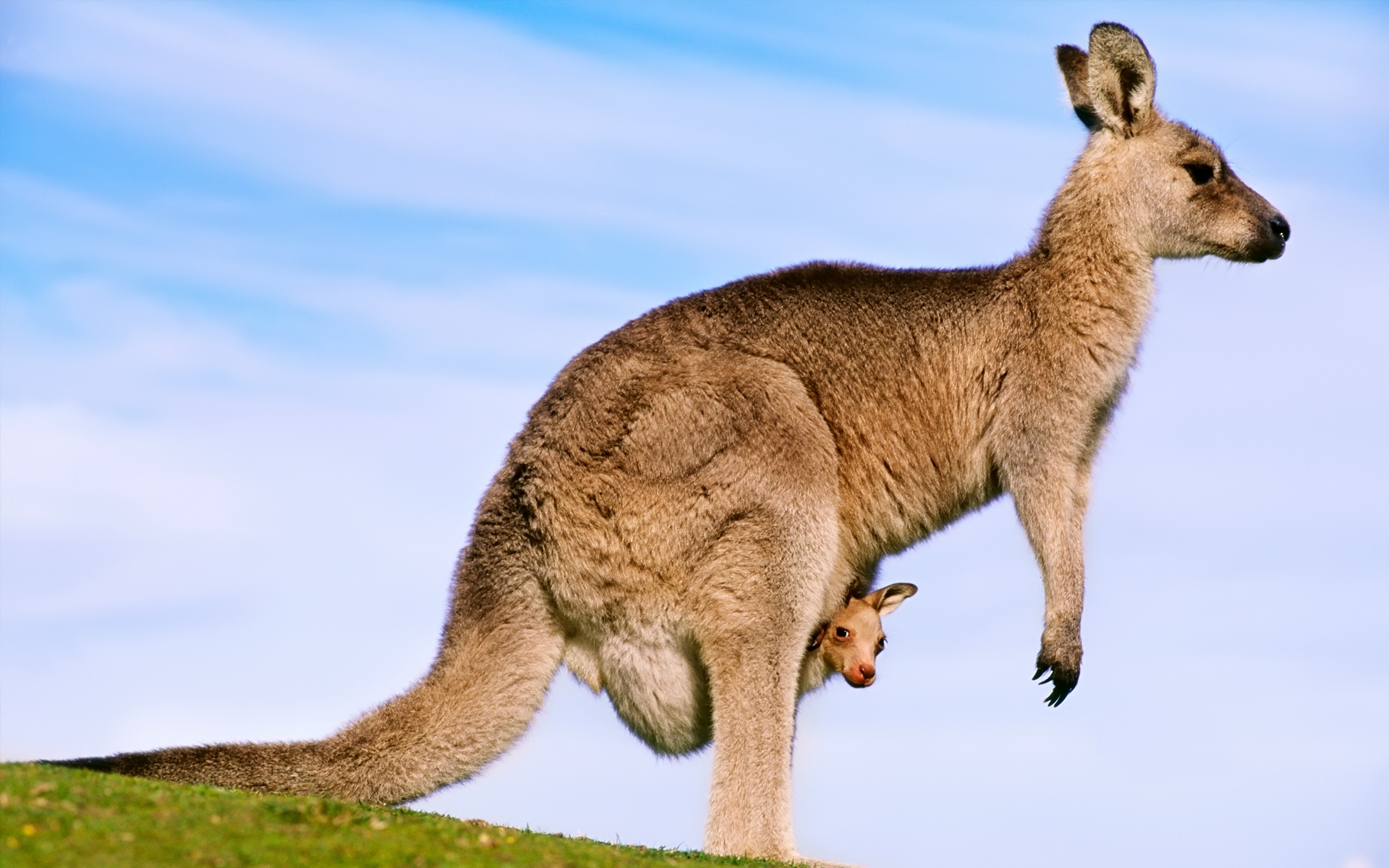 Kangaroo HD Wallpaper | Background Image | 1920x1200