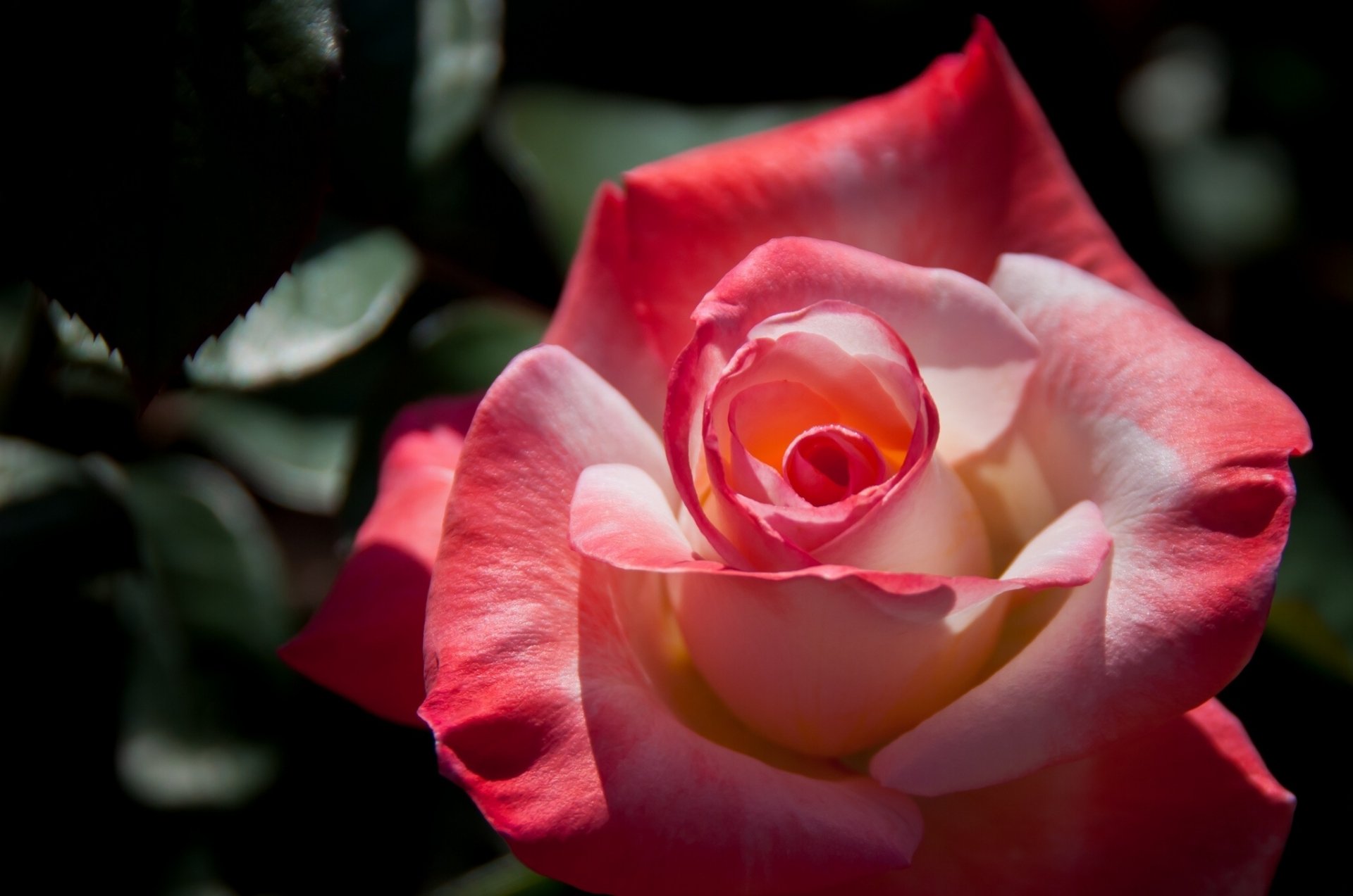 Macro close-up of a pink-and-cream rose flower bud with layered petals against dark foliage — HD PC desktop wallpaper and nature background.