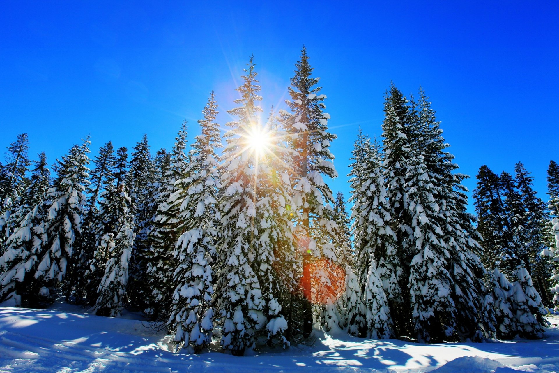 A serene winter forest scene featuring snow-covered trees illuminated by sunbeams, showcasing the beauty of nature in a peaceful, snowy landscape.