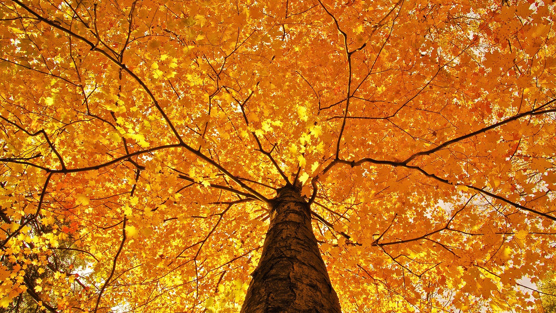 A stunning view of vibrant orange leaves against a clear sky, captured from below the tree trunk. This HD nature wallpaper beautifully showcases the essence of fall.
