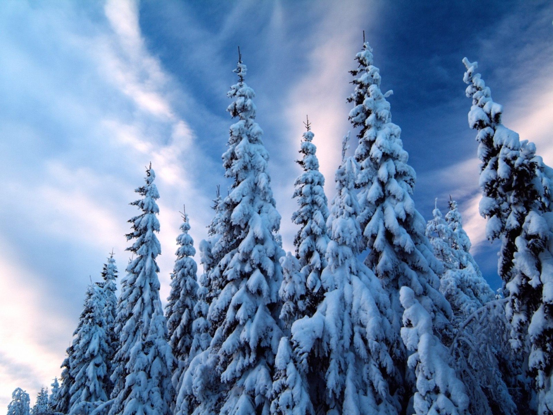 HD PC desktop wallpaper showcasing tall pine trees blanketed in snow against a soft, colorful winter sky, capturing the serene beauty of nature in winter.