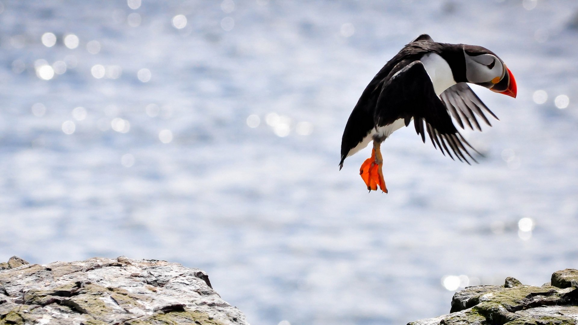 HD PC desktop wallpaper background showing an animal puffin in mid-flight above a rocky shore with sparkling sea and vivid orange beak and feet.