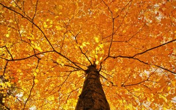 HD Wallpaper | Background Image ID:342688
