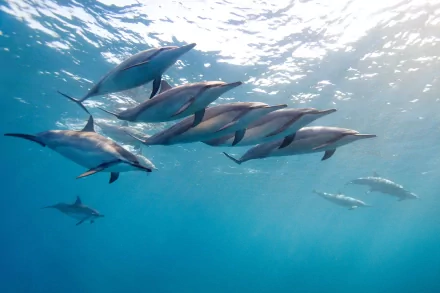 A group of dolphins gracefully swimming underwater, captured in stunning HD, creating a serene and captivating ocean backdrop.