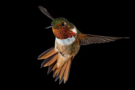 Animal hummingbird HD Desktop Wallpaper | Background Image