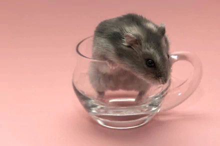 A cute hamster sits inside a clear glass cup against a soft pink background, creating a charming HD desktop wallpaper and background.