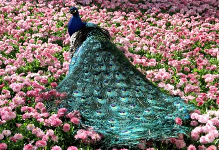 A vibrant peacock with a stunning iridescent tail stands among a lush bed of pink flowers, creating a captivating HD desktop wallpaper and background.