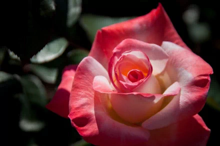 Macro close-up of a pink-and-cream rose flower bud with layered petals against dark foliage — HD PC desktop wallpaper and nature background.
