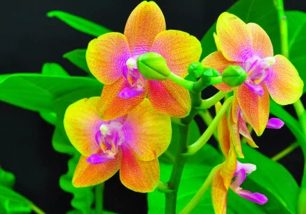 A vibrant close-up of yellow and pink orchids on a green branch, set against a dark background, showcasing the beauty of nature in this HD desktop wallpaper.
