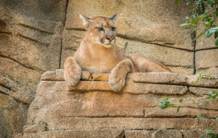 HD PC desktop wallpaper of a cougar resting on a rock ledge against a textured stone background with green foliage on the side.