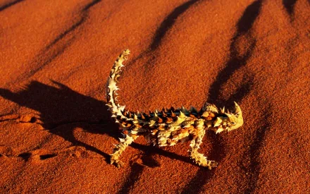 HD desktop wallpaper featuring a thorny devil lizard casting a shadow on vibrant red desert sand.
