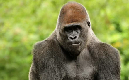 Animal gorilla HD Desktop Wallpaper | Background Image