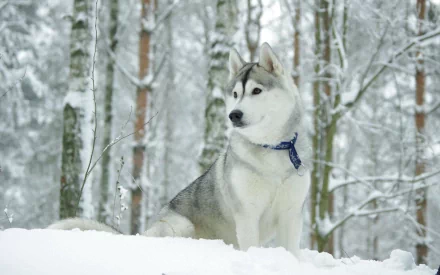 A Siberian Husky sits gracefully in a snowy forest, surrounded by tall trees blanketed in white, capturing the essence of winter's beauty in this HD desktop wallpaper.