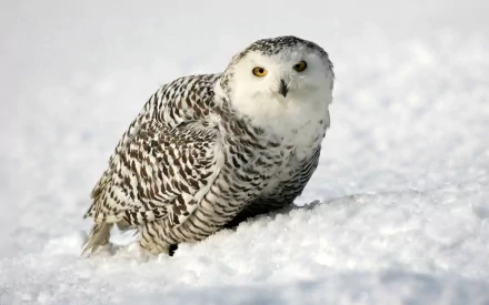 HD PC desktop wallpaper featuring a snowy owl perched on bright white snow, showcasing detailed feathers and striking yellow eyes.