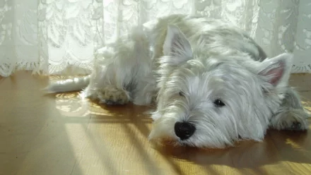 HD desktop wallpaper featuring a cute white West Highland White Terrier puppy lying down on a wooden floor near a lace curtain.