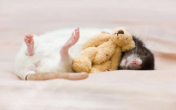 rat Animal mouse HD Desktop Wallpaper | Background Image