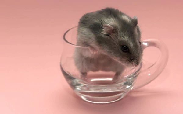 A cute hamster sits inside a clear glass cup against a soft pink background, creating a charming HD desktop wallpaper and background.