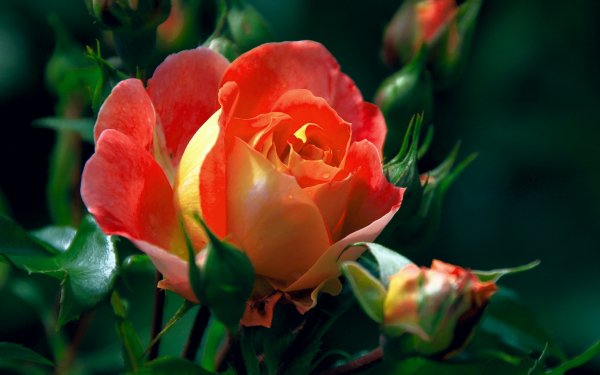 Terre/Nature Rose Fleurs Macro Bud Fleur Fond d'écran HD | Image