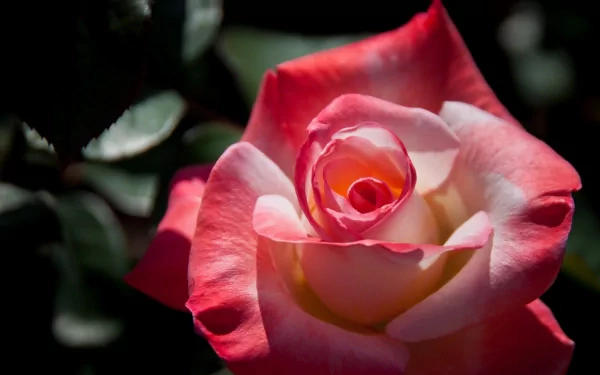Macro close-up of a pink-and-cream rose flower bud with layered petals against dark foliage — HD PC desktop wallpaper and nature background.