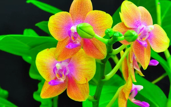 A vibrant close-up of yellow and pink orchids on a green branch, set against a dark background, showcasing the beauty of nature in this HD desktop wallpaper.