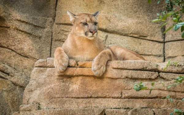 HD PC desktop wallpaper of a cougar resting on a rock ledge against a textured stone background with green foliage on the side.
