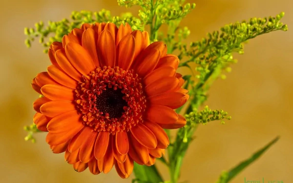 Vibrant orange gerbera flower with green foliage set against a warm, blurred background, presented as an HD nature-themed PC desktop wallpaper.