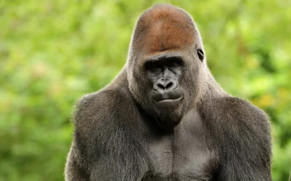 HD desktop wallpaper featuring a close-up of a gorilla with a focused expression against a blurred green natural background.