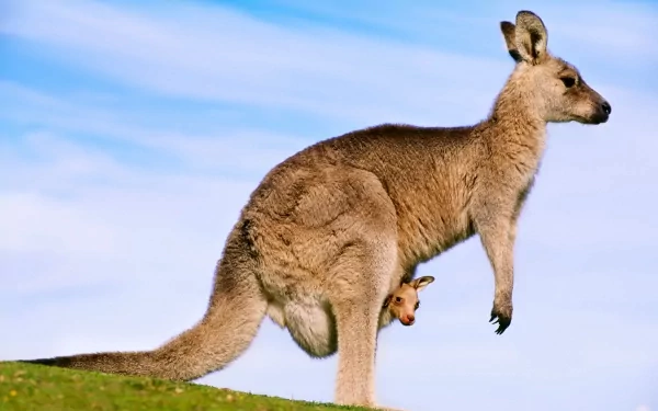 Animal kangaroo HD Desktop Wallpaper | Background Image