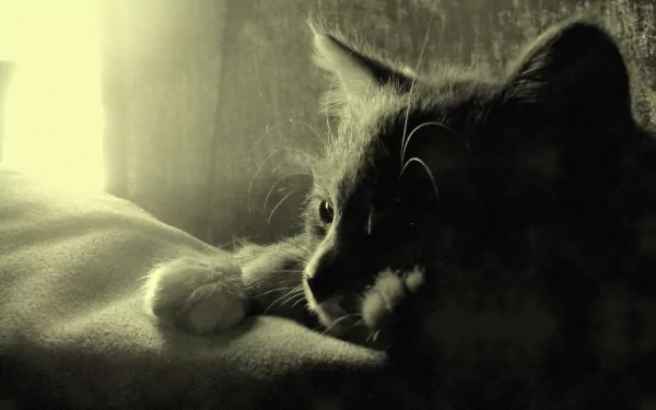 A monochrome HD desktop wallpaper featuring a contemplative cat resting on a surface, illuminated by soft light, capturing a peaceful and serene moment.