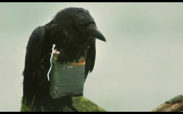 movie four lions HD Desktop Wallpaper | Background Image
