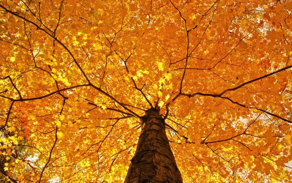 A stunning view of vibrant orange leaves against a clear sky, captured from below the tree trunk. This HD nature wallpaper beautifully showcases the essence of fall.