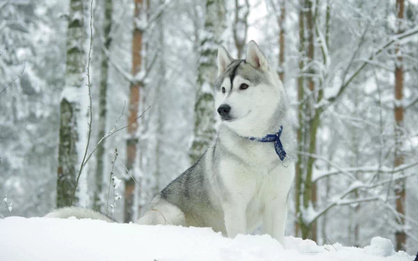 A Siberian Husky sits gracefully in a snowy forest, surrounded by tall trees blanketed in white, capturing the essence of winter's beauty in this HD desktop wallpaper.