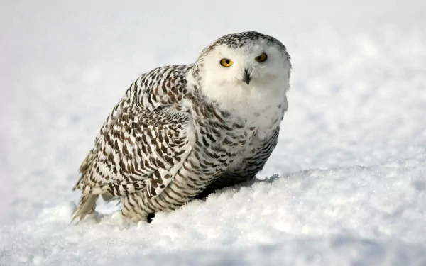 HD PC desktop wallpaper featuring a snowy owl perched on bright white snow, showcasing detailed feathers and striking yellow eyes.