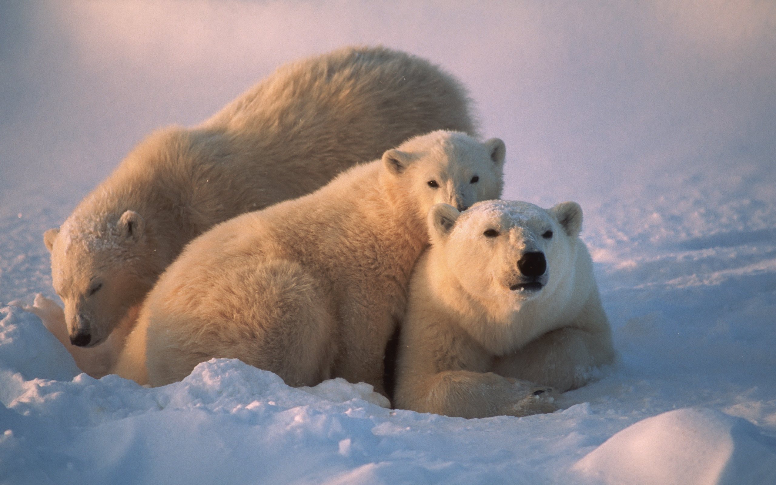 Download Animal Polar Bear HD Wallpaper