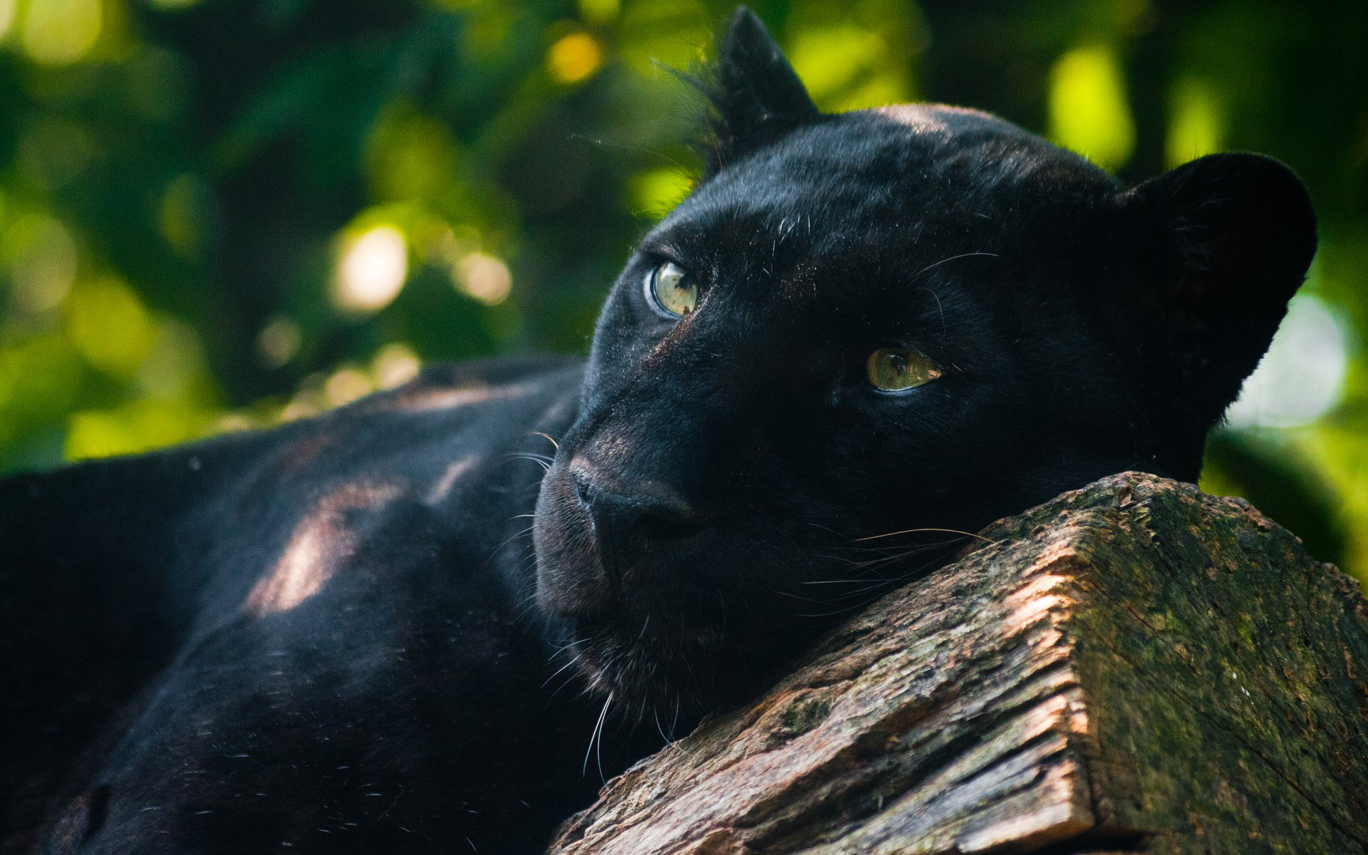 Download Animal Black Panther HD Wallpaper Download Animal Black Panther HD Wallpaper