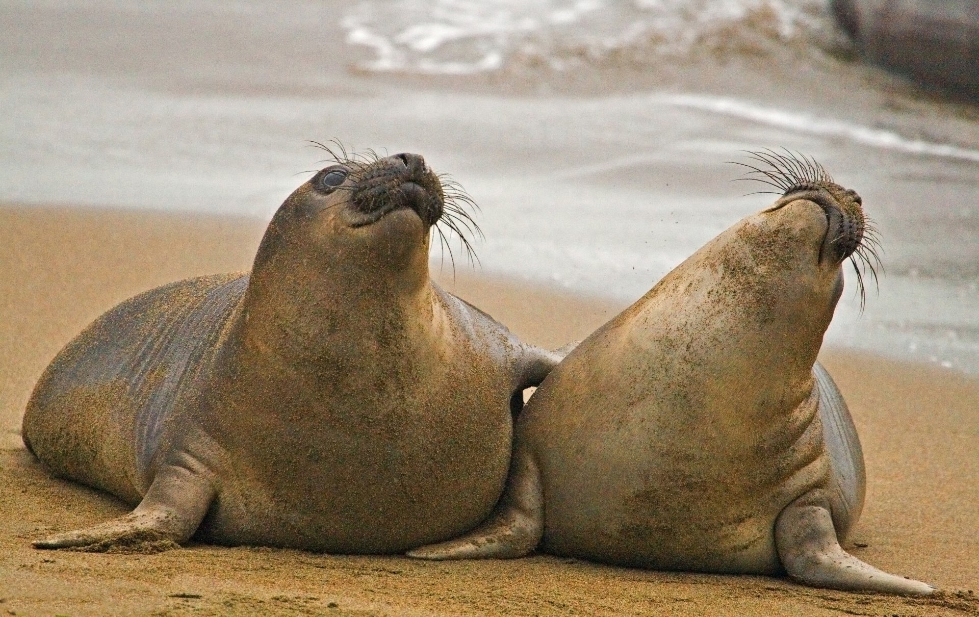 4K Ultra HD PC desktop wallpaper of two seals resting on a sandy shore, nuzzling with closed eyes and whiskers, gentle waves blurred in the background.
