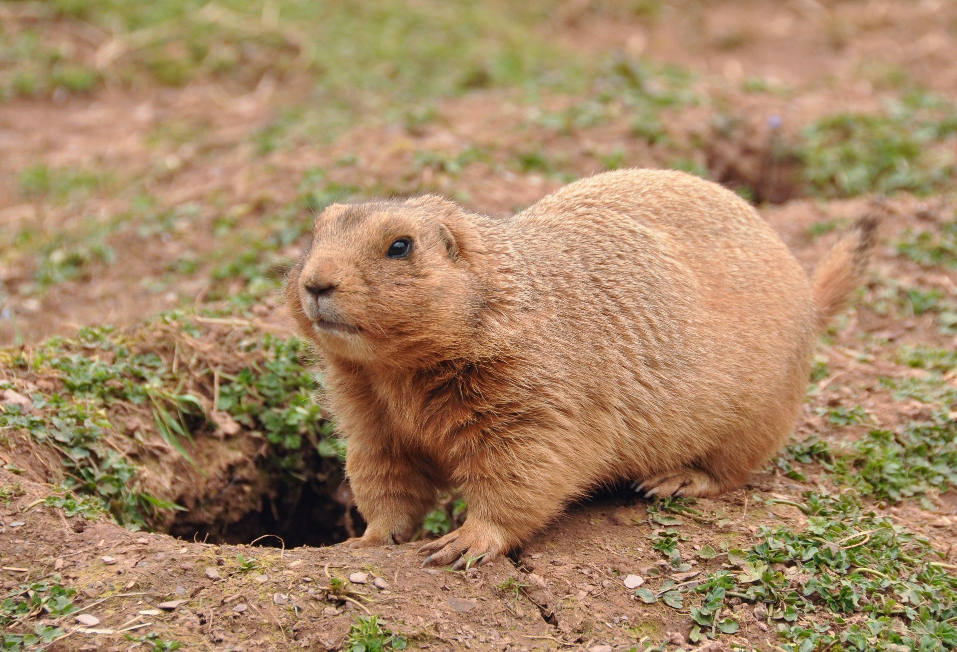 Download Animal Marmot 4k Ultra HD Wallpaper