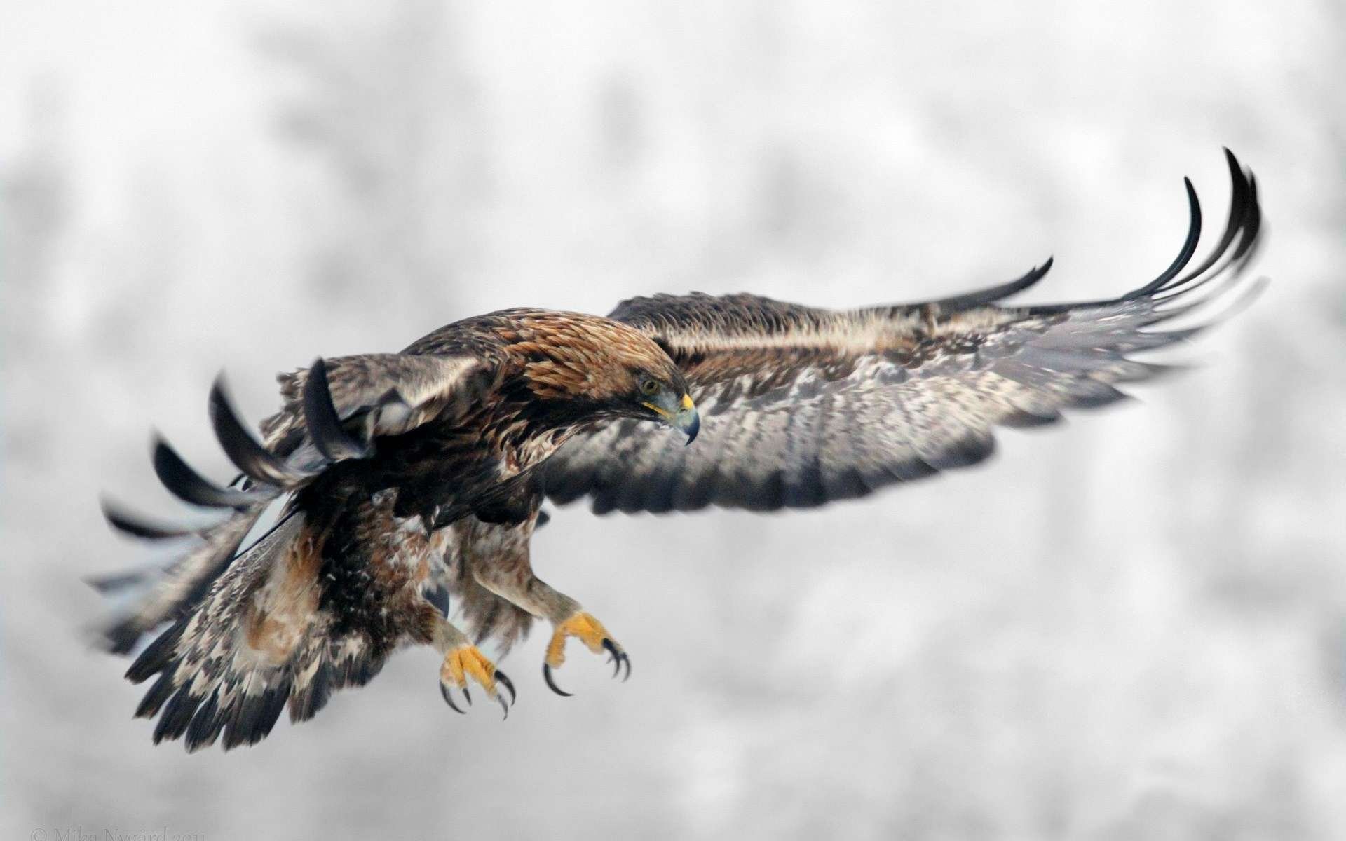 HD desktop wallpaper featuring a majestic eagle in mid-flight with wings spread against a soft, blurred background.