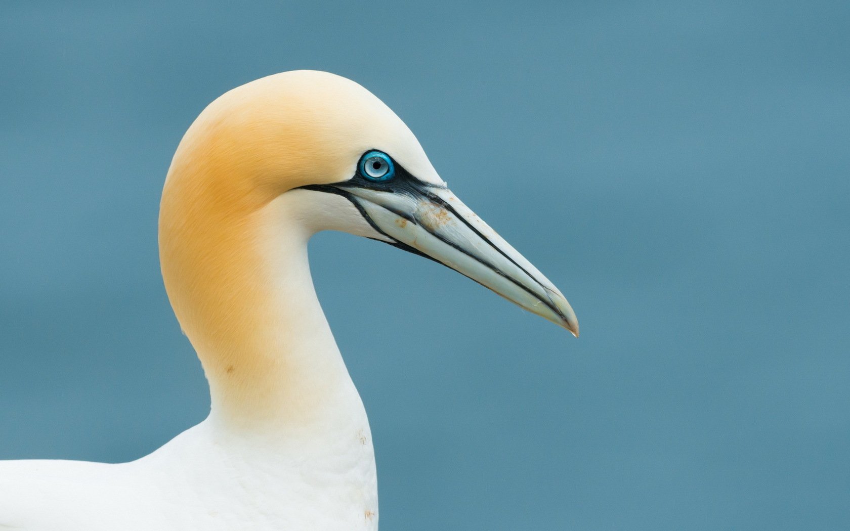 HD desktop wallpaper featuring a close-up of a northern gannet against a soft blue background.