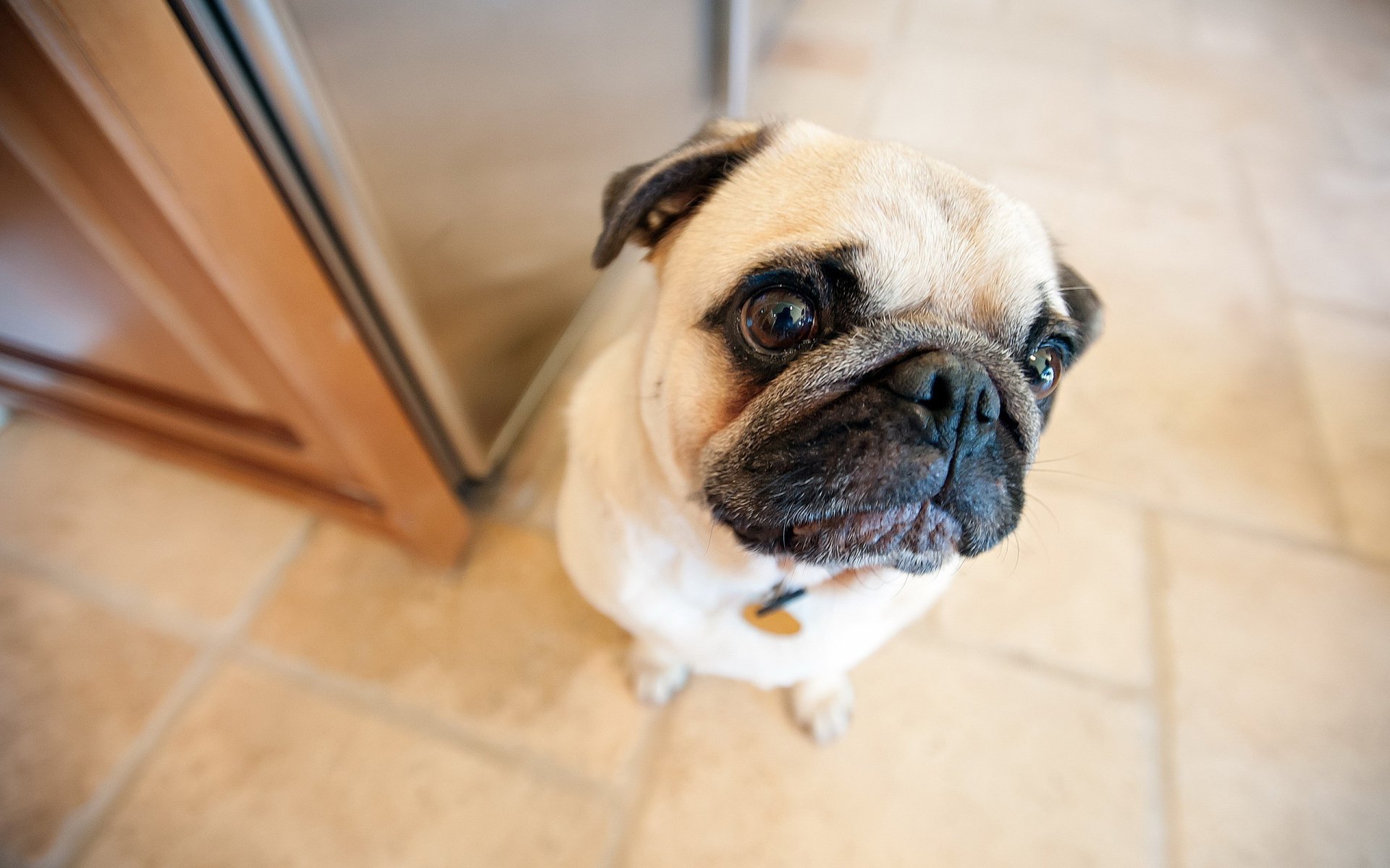 A close-up of a charming pug standing on tiled floor, captured in high definition, designed as a desktop wallpaper and background.