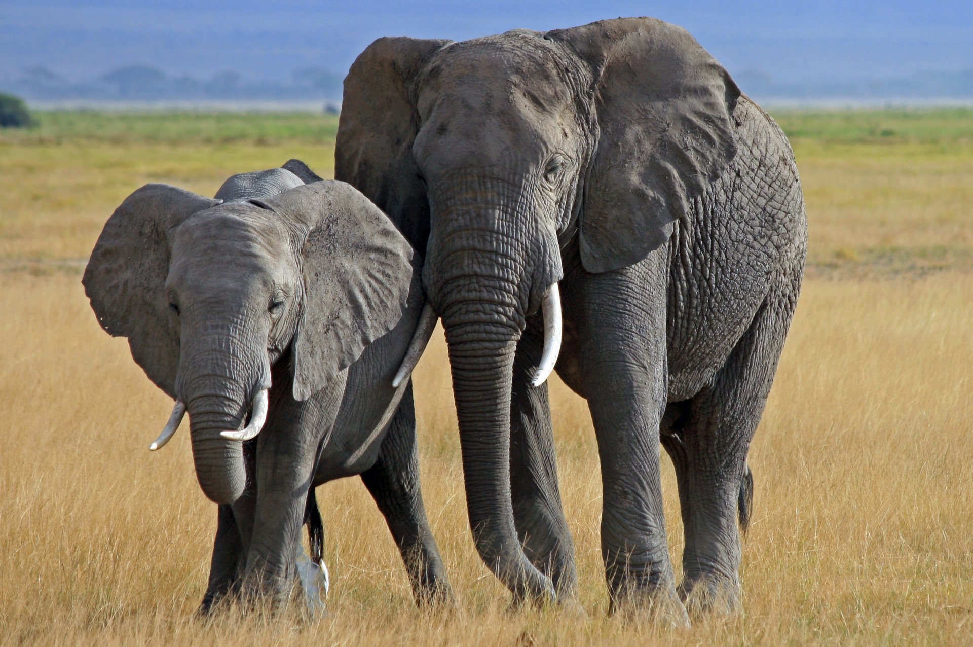 Download Animal African Bush Elephant HD Wallpaper