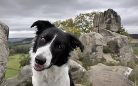 A vibrant border collie poses playfully against a rocky backdrop, surrounded by lush greenery and a dramatic sky, making it an engaging HD desktop wallpaper.