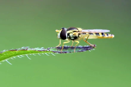 Animal hoverfly HD Desktop Wallpaper | Background Image