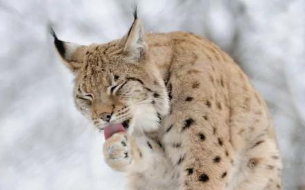 A lynx is grooming itself against a soft, snowy background, showcasing its distinctive spotted fur and expressive features. This HD image makes a captivating desktop wallpaper.