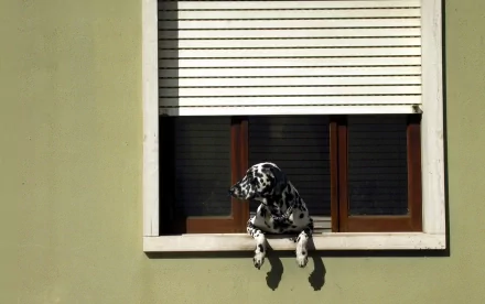 Animal dalmatian HD Desktop Wallpaper | Background Image