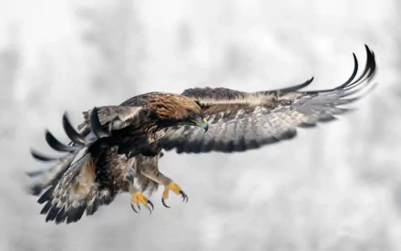 Animal eagle HD Desktop Wallpaper | Background Image